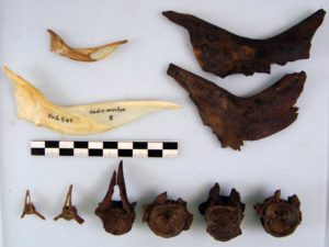 Archaeological finds of cod bones (brown), compared to modern bones (white). The cleithra (top) clearly belong to larger individuals and are systematically cut off on the right, indicative of stockfish production. Image: Hans Christian Küchelmann