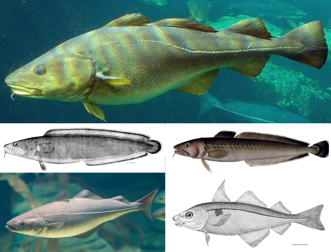 Семейство минтаевых рыб названия и фото